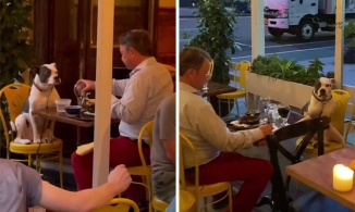 Tan chảy với khoảnh khắc người đàn ông hẹn ăn tối cùng cún cưng của mình