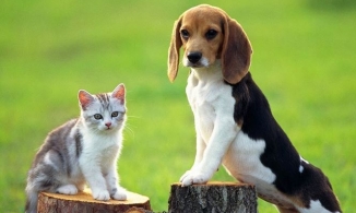 Chó hay mèo thông minh hơn?