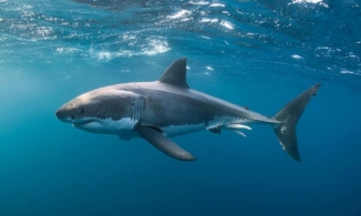Những bí ẩn về cá mập: Có con nhỏ như điếu xì gà, có con to như xe bus