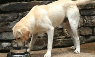 Chuyện gì sẽ xảy ra nếu ăn thức ăn của chó?