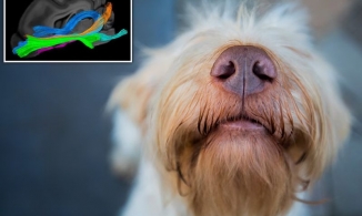 Con mắt thứ 3 của chó nằm ở đâu?