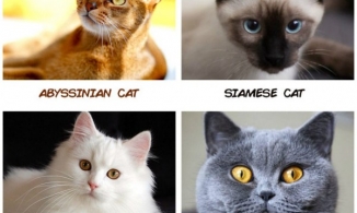 12 cung hoàng đạo nếu trở thành mèo sẽ là giống nào?