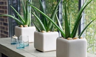 Trang trí nhà bằng 3 loại cây vừa dễ trồng, vừa đa tác dụng