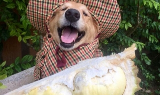 MXH sốt xình xịch vì chú chó 7 năm theo chủ bán sầu riêng quá đáng yêu