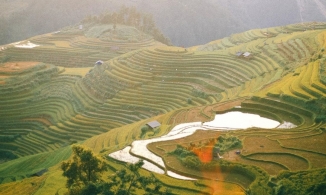 Mù Cang Chải đẹp mơ màng mùa ruộng bậc thang phủ màu vàng của lúa chín