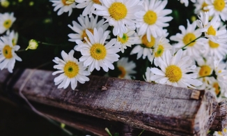 Đẹp nao lòng mùa cúc họa mi những ngày Hà Nội chớm đông