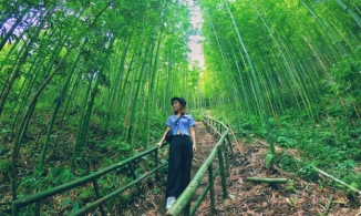 Ngoài ruộng bậc thang, Mù Cang Chải có rừng trúc đẹp như phim kiếm hiệp