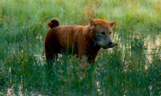 Cuối cùng phim Cậu Vàng cũng công bố hình ảnh đầu tiên của 'cậu Vàng'