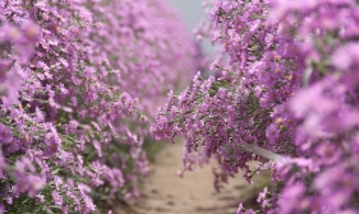 Du lịch Cần Thơ nhớ check-in ở vườn hoa thạch thảo đẹp như mơ