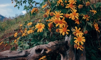 Chẳng hề thua kém Đà Lạt, Gia Lai cũng có mùa hoa dã quỳ đẹp rực rỡ!