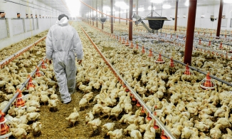 Phát hiện và tiêu hủy ổ dịch cúm gia cầm có nguy cơ lây nhiễm cao tại Nhật