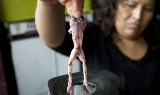 'Rùng mình' với món sinh tố được xay từ ếch sống ở Peru