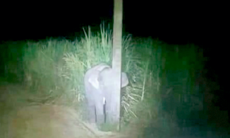 Bị phát hiện 'ăn vụng' mía ở cánh đồng, chú voi núp sau cột điện để... trốn