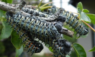 Mopane - loài sâu lông nhìn ai cũng sợ nhưng giá đắt hơn cả thịt bò Kobe