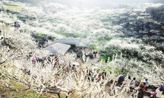 Mộc Châu mùa đáng đi nhất: Lịch trình chuẩn để săn hoa mận, chơi được nhều