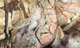 Đi ăn thấy miếng thịt ánh lên 7 sắc cầu vồng thì có ăn được không?