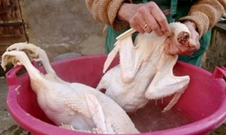 Tuyệt chiêu khử mùi hôi của vịt chỉ trong 3 phút