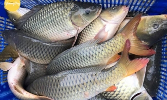 Hướng dẫn cách phân biệt cá tươi, cá ươn đơn giản và hiệu quả