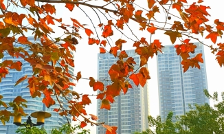 Con đường lá phong đẹp như Hàn Quốc ngay giữa lòng thủ đô Hà Nội