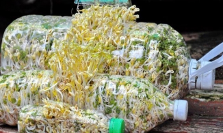 4 cách làm giá đỗ cực đơn giản bằng những vật dụng nhà nào cũng có