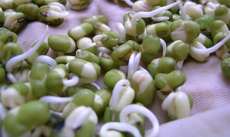 Bí quyết trồng giá đỗ trắng, mập và ít rễ ai cũng nên biết 