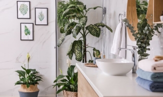 5 loại cây trồng cực thích hợp để tô điểm cho phòng tắm thêm xinh