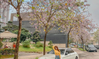 5 địa điểm ngắm hoa ban nở rộ ở Hà Nội, cứ đứng vào là có ảnh đẹp