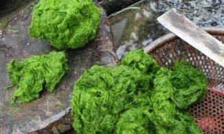 Rêu đá - món ăn dân dã mà công phu của đồng bào người Thái vùng Tây Bắc