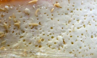 Casu Marzu: Món phô mai lúc nhúc dòi, rất nặng mùi nhưng vẫn nhiều người mê