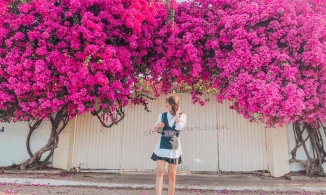 5 địa điểm chụp ảnh hoa giấy đảm bảo có ảnh lung linh ở Vũng Tàu