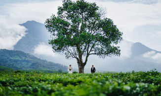 Đồi chè Đông Giang, điểm du lịch đẹp là và ít người biết của Quảng Nam 