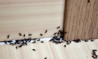 5 cách giúp đuổi kiến hiệu quả trong nhà từ nguyên liệu rẻ tiền có sẵn