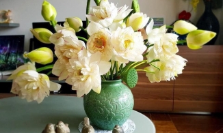 Cách phục hồi hoa sen mất nước, héo do nắng và giữ hoa sen tươi dài ngày