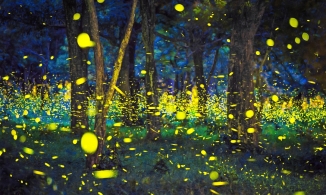 4 lễ hội làm say lòng cả người bản địa lẫn du khách ở Nhật Bản vào tháng 6