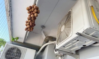 1001 cách làm vải sấy khô từ cái nắng gay gắt của những ngày nóng kéo dài