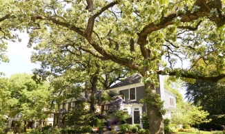 Cây lớn trước cửa nhà: Tốt hay xấu theo quan niệm phong thủy?