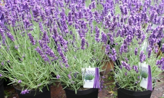 5 loài cây, hoa dễ trồng lại đuổi muỗi hiệu quả, nhiều công dụng