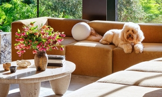 6 cách làm giảm mùi hôi của thú cưng trong nhà một cách hiệu quả