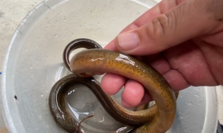 Mẹo chọn lươn ngon, mẹo sơ chế lươn hết nhớt, không tanh chỉ trong nháy mắt