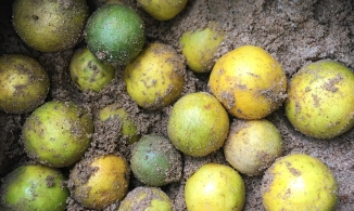 Không cần tủ lạnh, bảo quản cam chanh thế này 2 tháng sau vẫn tươi rói, mọng nước