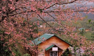 Đến Đà Lạt vào những ngày đẹp nhất trong năm để ngắm mai anh đào nở rộ