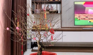 10+ loại cây cảnh đón may mắn, tài lộc vào nhà trong dịp Tết Nguyên đán 