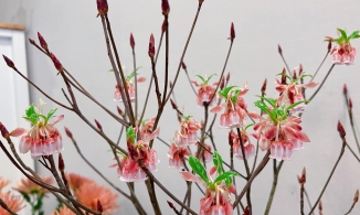 Đào chuông, loài hoa vừa lạ vừa quen đang được săn đón Tết Nhâm dần