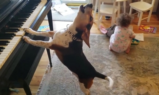 Sốt đoạn clip một chú chó vừa đánh đàn dương cầm vừa hát