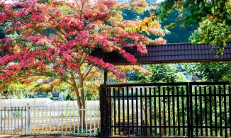 Địa chỉ cây phượng hồng Đà Lạt đứng vào là ảnh auto đẹp đang được netizen rần rần tìm kiếm