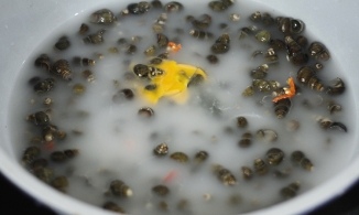 Ốc mua về rửa thế này đảm bảo sạch bong bùn đất, nước luộc trong veo