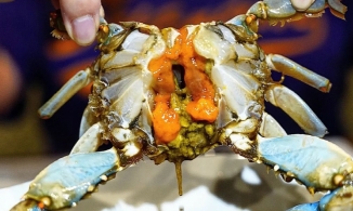 5 món ăn sống nổi tiếng ở Hàn Quốc không phải ai cũng dám thử