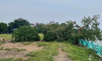 Cây cô đơn Hồ Tây bị mưa dông quật gãy sẽ được trồng lại ở vị trí cũ