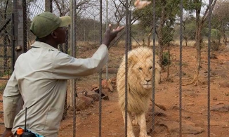 Giết sư tử Nam Phi để lấy xương do nhu cầu từ Trung Quốc