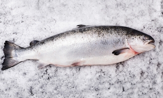 Cá hồi có thể trở thành nguồn gây bệnh Covid-19 tiềm ẩn